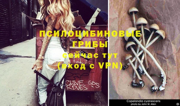 сатива Верея